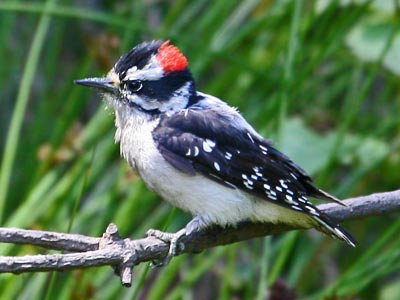 *Woodpeckers 2011